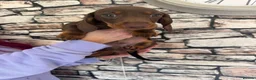 Dachshund dogs for sale: 3 male dachshund puppies   in Bridgend - Advert 6