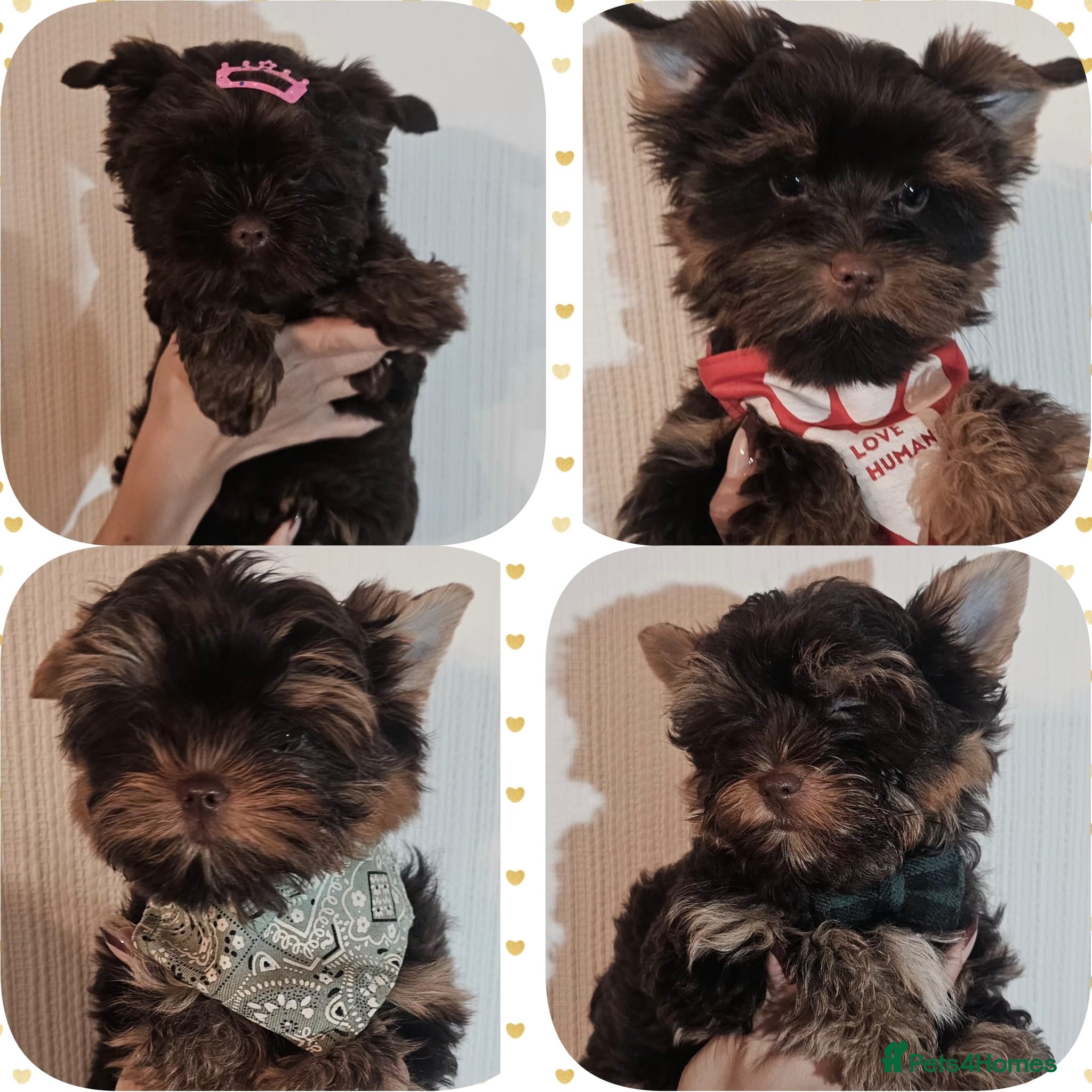 Yorkshire Terrier dogs Ready for a new home🥰4 Chocolate Yorks Puppies  - Advert 1