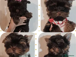 Yorkshire Terrier dogs Ready for a new home🥰4 Chocolate Yorks Puppies - Advert 1