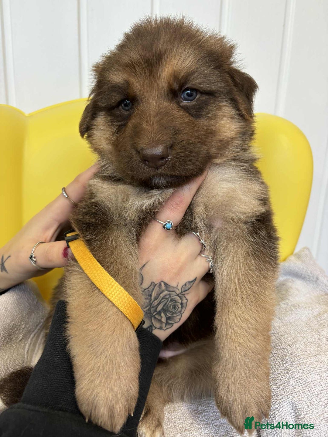 German Shepherd dogs for sale: READY TO leave 1 left German Shepherd kc reg pups - Advert 33