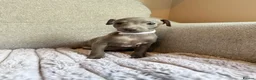 Italian Greyhound dogs for sale: LASTONE Stunning KC Italian Greyhound Puppies  - Advert 6