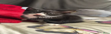 Kitten 3