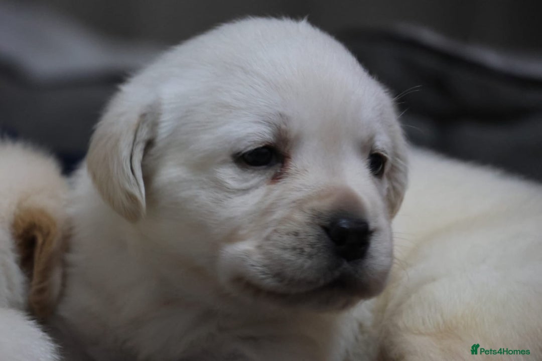 Labrador Retriever dogs for sale: KC, Champion Pedigree ,Extensively Health Tested - Image 5