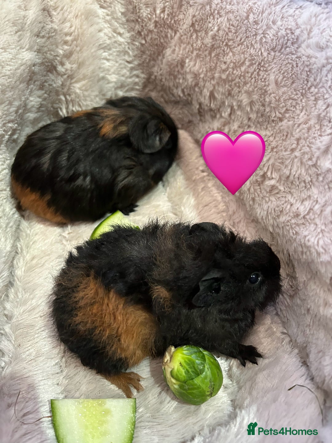 Guinea Pig rodents for sale: GORGEOUS BABY GUINEA PIGS - Advert 26