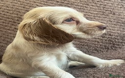 Cocker Spaniel dogs for sale: KC REG SHOW TYPE COCKER SPANIELS  - Image 5