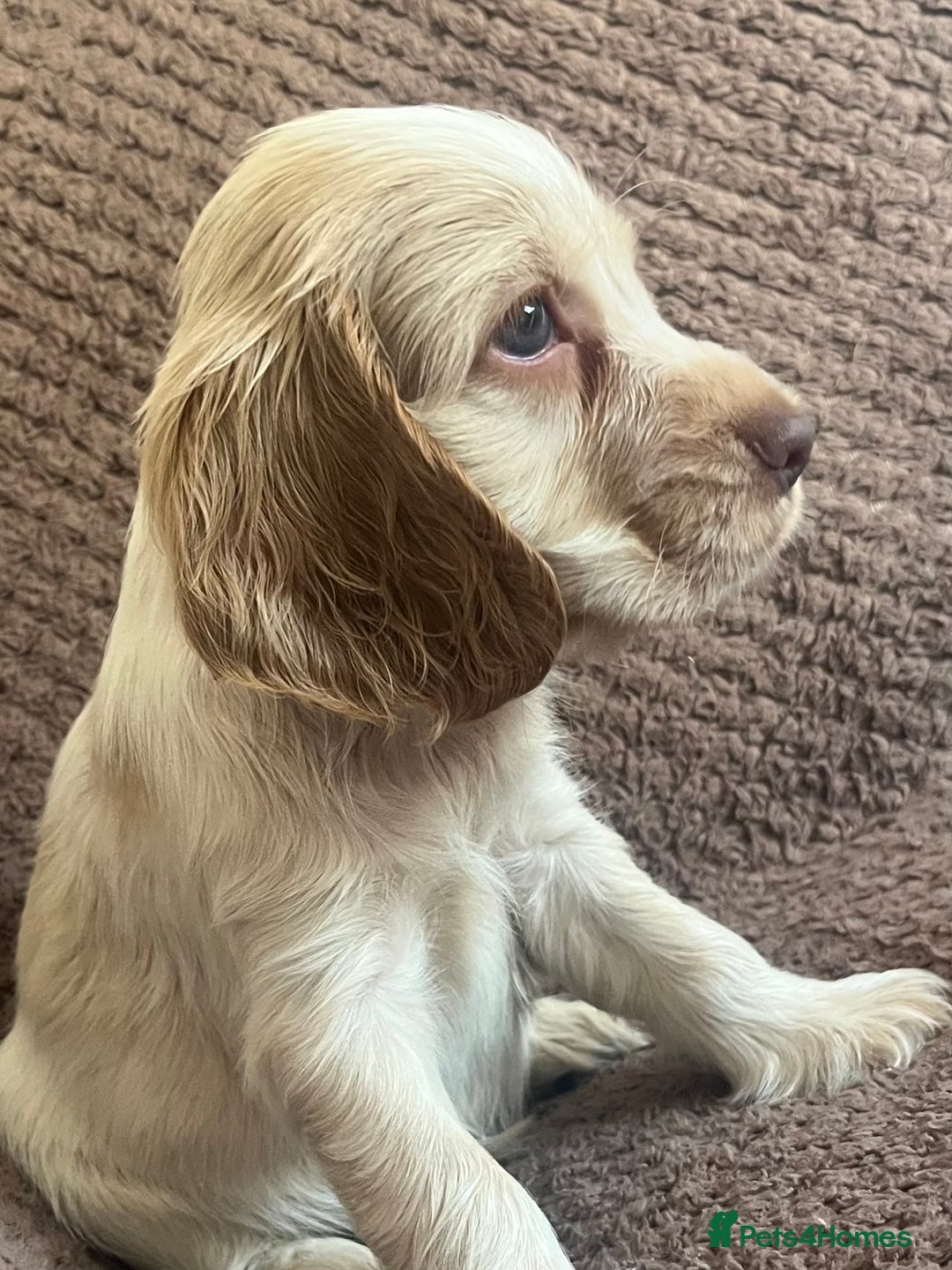 Cocker Spaniel dogs for sale: KC REG SHOW TYPE COCKER SPANIELS  - Image 5