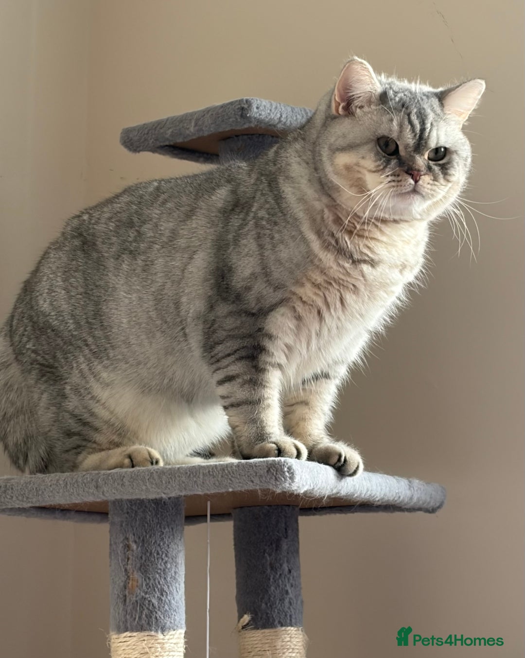 British Shorthair cats for sale: 3 Kittens•Full Pedigree•Champions bloodline•GCCF - Advert 22