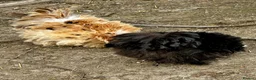 Chickens poultry for sale: Chicks, chickens, hatching eggs silkies Aracuanas - Advert 17