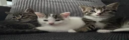Mixed Breed cats for sale: 3 Kittens  - Advert 3