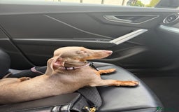 Miniature Dachshund dogs for sale: Loving Home needed for Bleu 💙 - Image 7