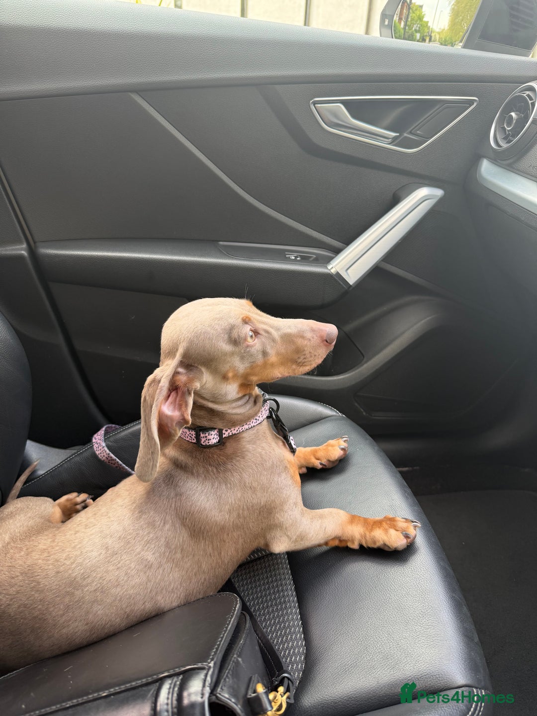 Miniature Dachshund dogs for sale: Loving Home needed for Bleu 💙 - Image 7