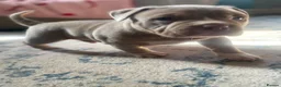 American Bully dogs for sale: Pocket bully puppies in Coventry - Advert 9