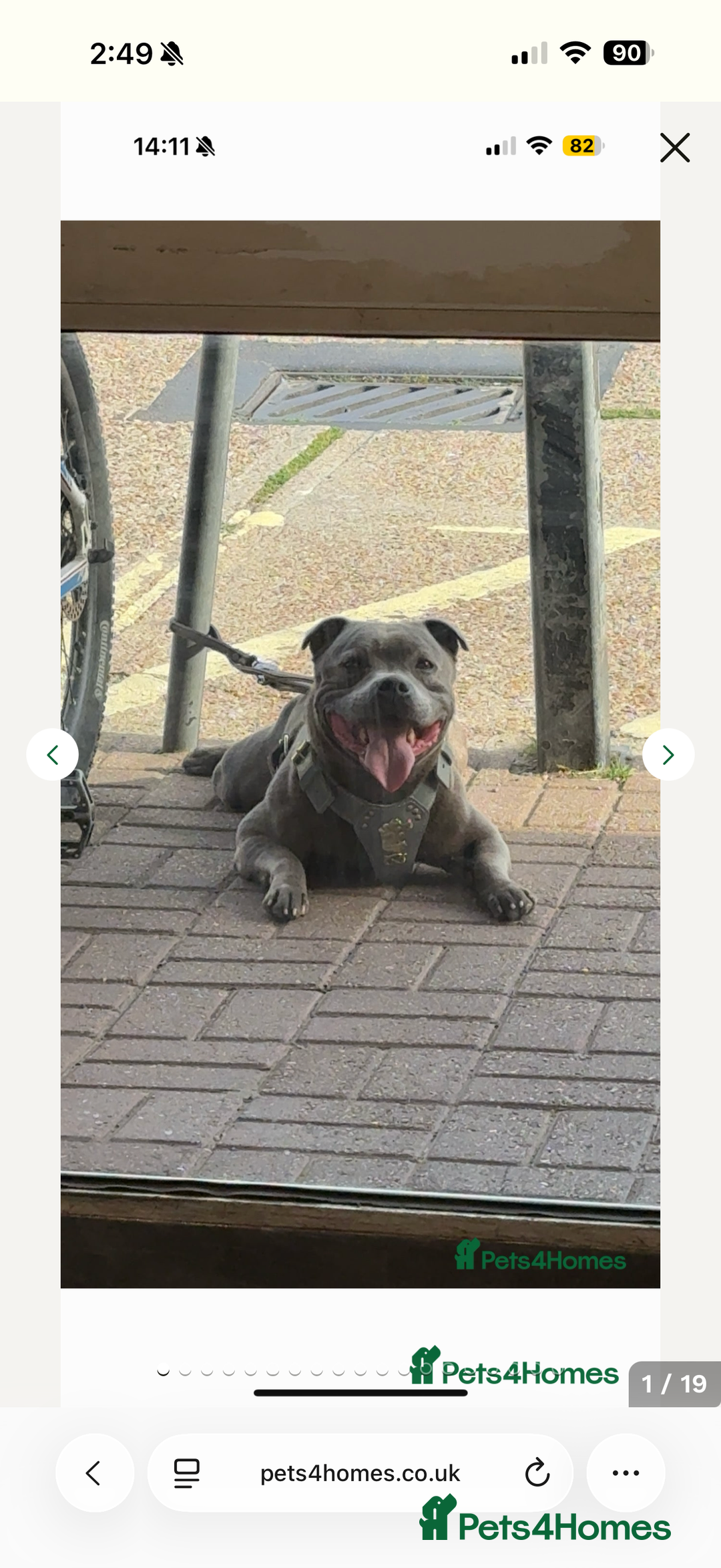 Staffordshire Bull Terrier dogs for sale: Amazing blue Staffordshire puppies - Advert 8