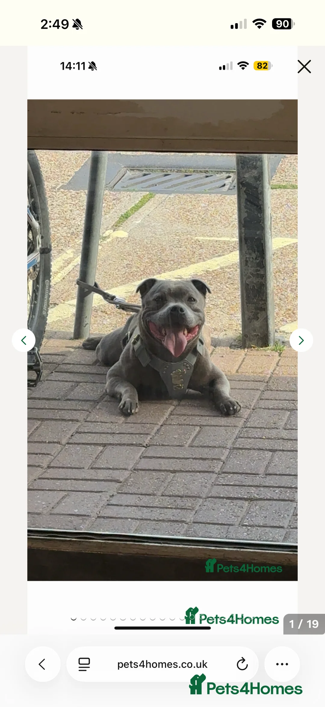 Staffordshire Bull Terrier dogs for sale: Amazing Staffordshire puppies - Advert 5