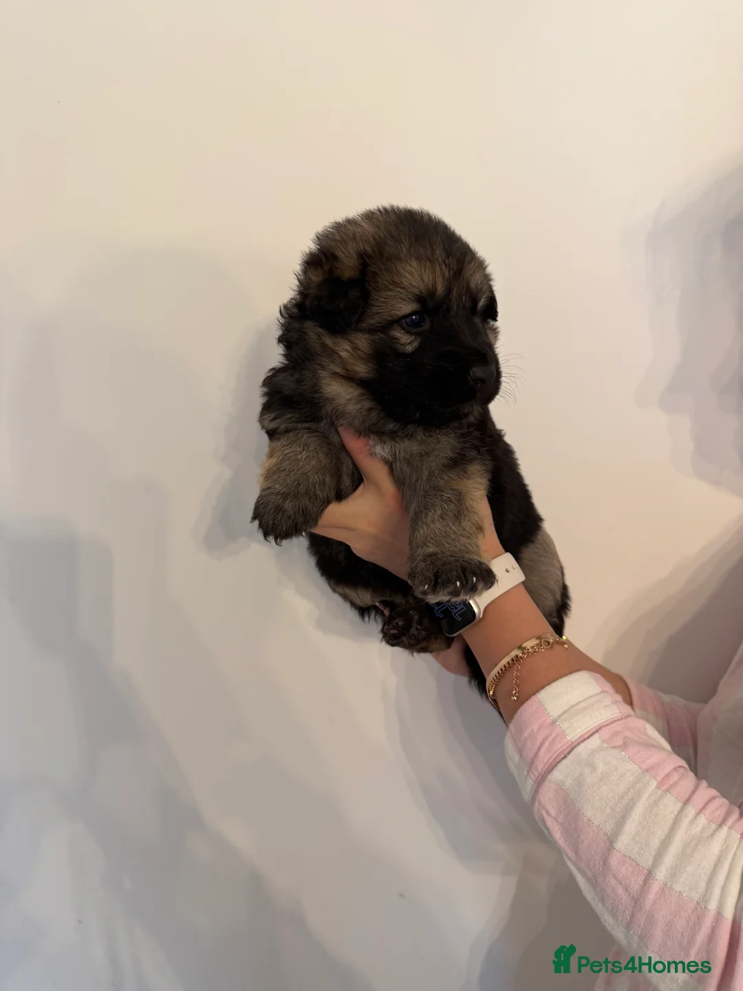 German Shepherd dogs for sale: German Shepherd Puppies - Advert 15