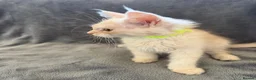Maine Coon cats for sale: Maine Coon 3/4 Cross Kittens  - Advert 14