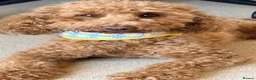 Cockapoo dogs for sale: 2 year old cockapoo in Warwick - Advert 2
