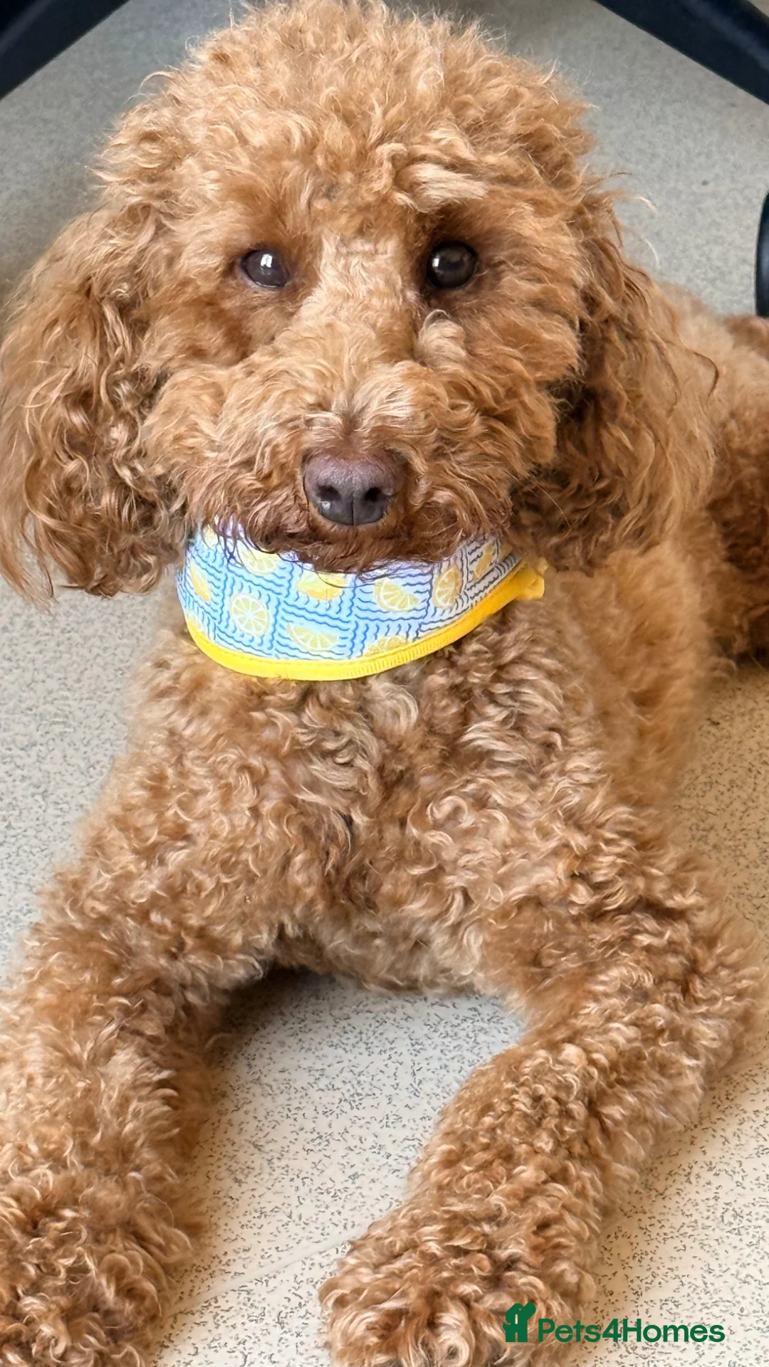 Cockapoo dogs for sale: 2 year old cockapoo in Warwick - Advert 2