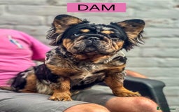 French Bulldog dogs for sale: Visual Fluffy French Bulldogs x 4 Male - Advert 2