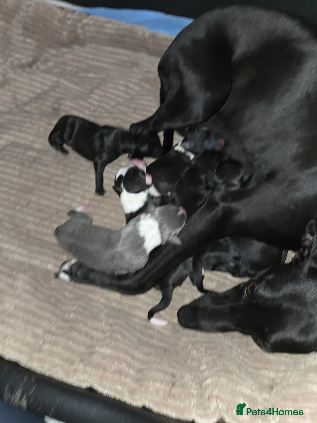 Mixed Breed dogs for sale: Bedlington Whippets in Abergavenny - Advert 2