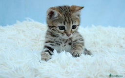 Bengal cats for sale: 🔥Stunning Bengal kittens Available🔥 - Image 24