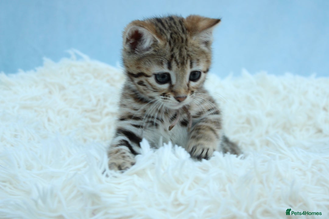 Bengal cats for sale: 🔥Stunning Bengal kittens Available🔥 - Image 24