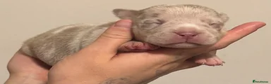 Puppy 10