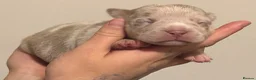 American Bully dogs for sale: ABKC REGISTERED Pocket bullz - Advert 16