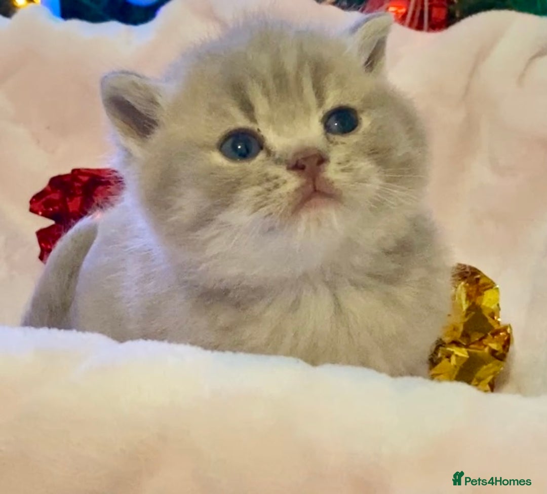 Scottish Fold cats for sale: 🧸😻ABSOLUTELY BEAUTIFUL TICA SCOTTISH/BSH😻🧸 - Advert 4