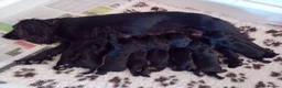 Cocker Spaniel dogs for sale: K C Registered, Extensively Health Tested Parents - Advert 7