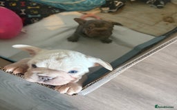 French Bulldog dogs for sale: Two French bulldogs  ** s - Image 4