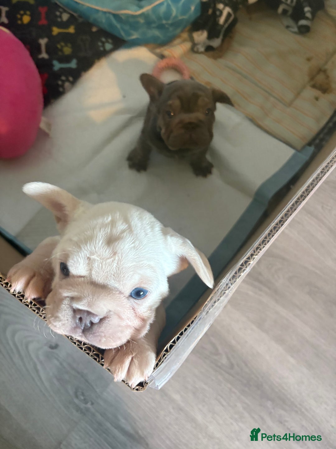 French Bulldog dogs for sale: Two French bulldogs  ** s - Image 4