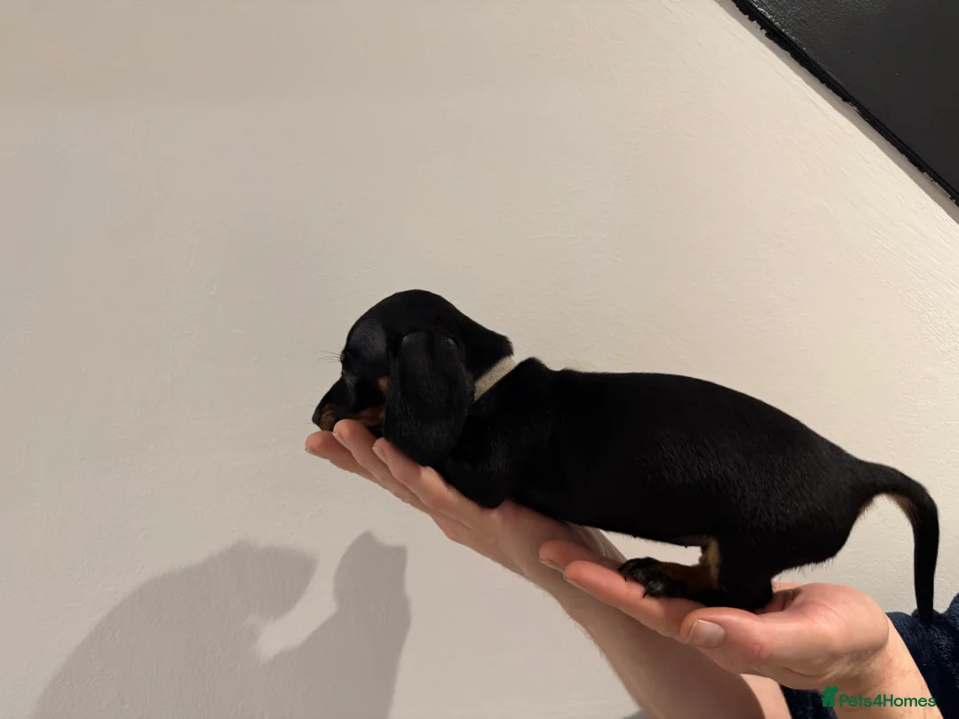 Miniature Dachshund dogs for sale: READY NOW KC Miniature Dachshunds  - Advert 10