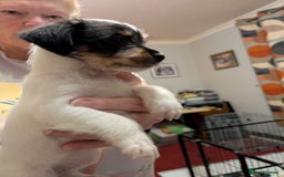 Mixed Breed dogs for sale: Shih Tzu Terrier cross  - Image 11