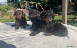 Cockapoo dogs for sale: Cockapoo Ready to leave now💕Only 1 boy left! - Image 7
