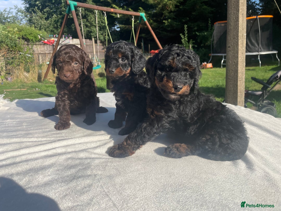 Cockapoo dogs for sale: Cockapoo Ready to leave now💕Only 1 boy left! - Image 7