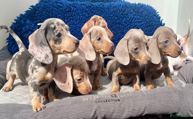 Dachshund dogs - Advert 7