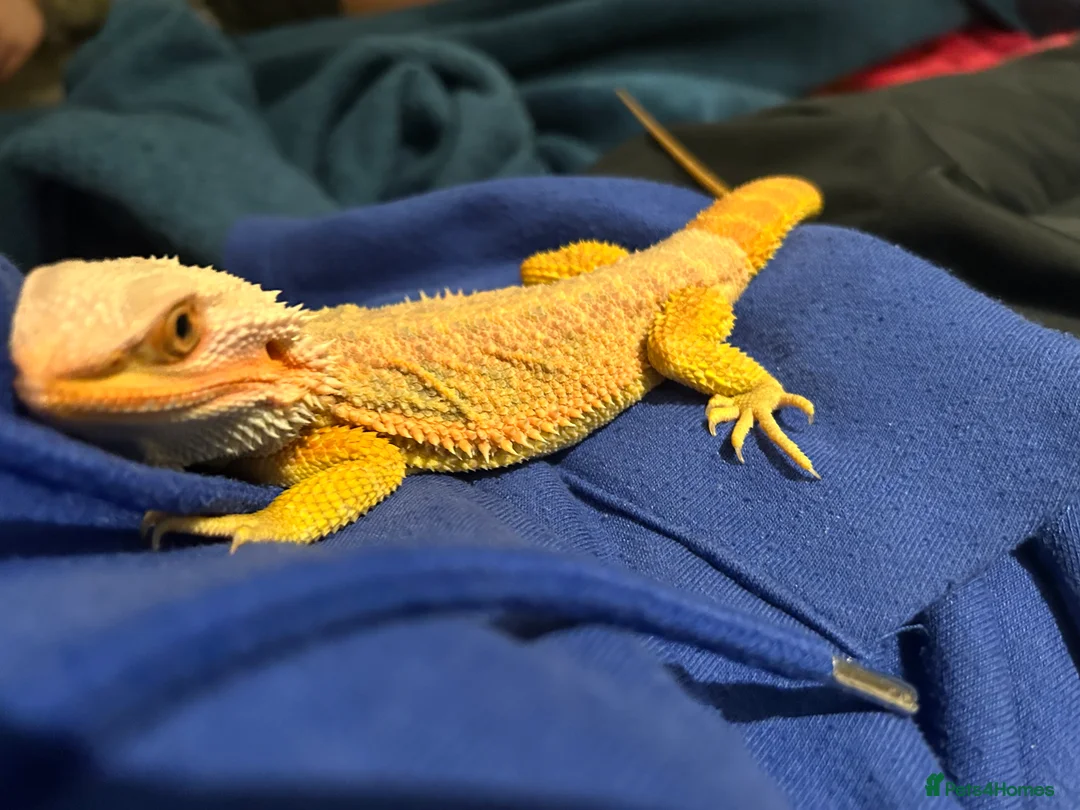 Bearded Dragon reptiles for sale: Bearded Dragon and set up  - Advert 2