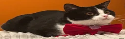 Mixed Breed cats for sale:  **   in Manchester - Advert 8