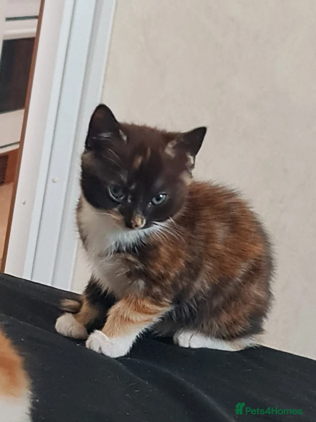 Mixed Breed cats for sale: TWO KITTEN LOOKING FOR NEW HOME in South Ockendon - Advert 1