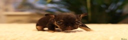 French Bulldog dogs for sale: Beautiful healthy full breed Frenchbulldog puppies - Advert 7