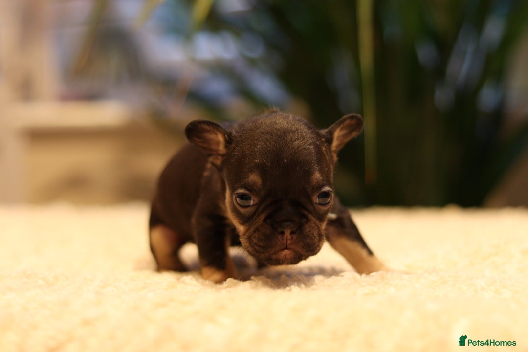 French Bulldog dogs for sale: Beautiful healthy full breed Frenchbulldog puppies - Image 7