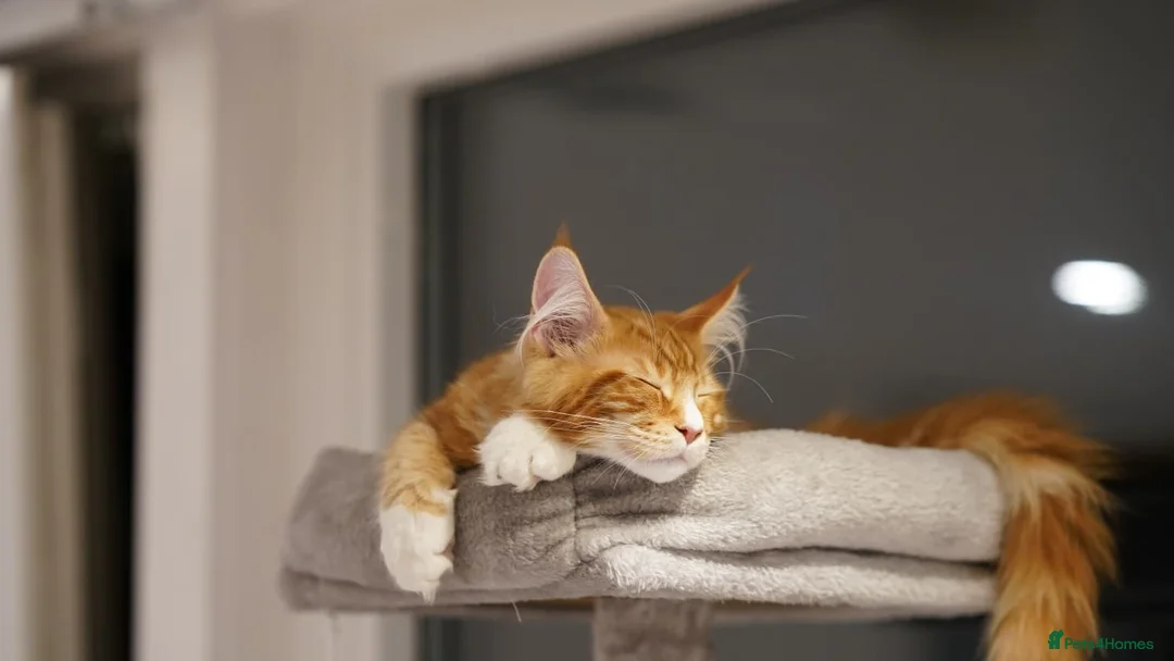 Maine Coon cats for sale: Maine coon ginger boy - Advert 6