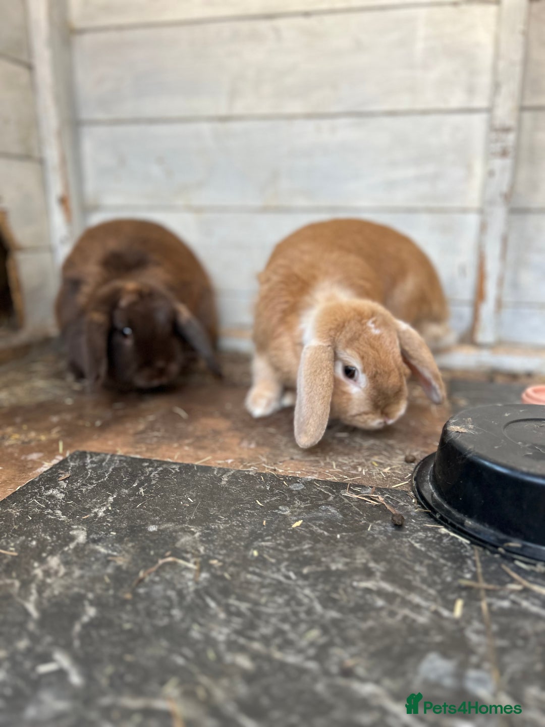 Mini Lop rabbits for sale: 2 x mini lop rabbits  - Image 8