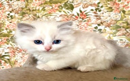Ragdoll cats for sale: Ragdoll Kittens ready now* - Image 8