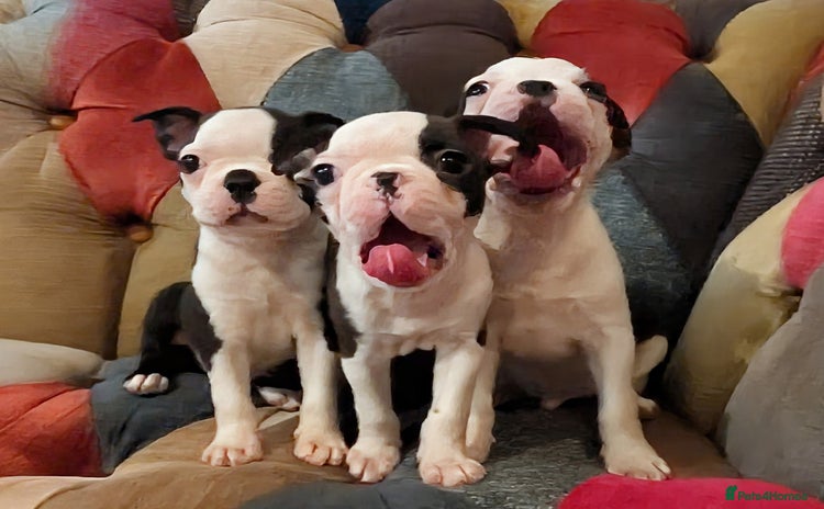 Boston Terrier dogs - Advert 2