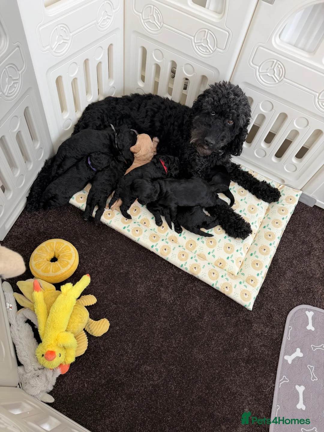 Cockapoo dogs for sale: Cockapoo pups  - Advert 2