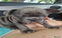 French Bulldog dogs for sale: French bulldog puppies  - Image 10