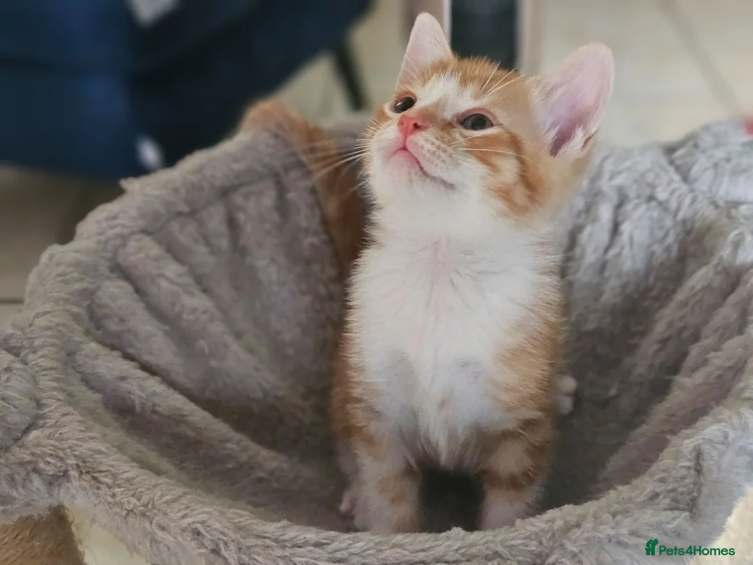 Mixed Breed cats for sale: 6 kittens, 2 ginger, 1 gray, and 3 black and white - Advert 2
