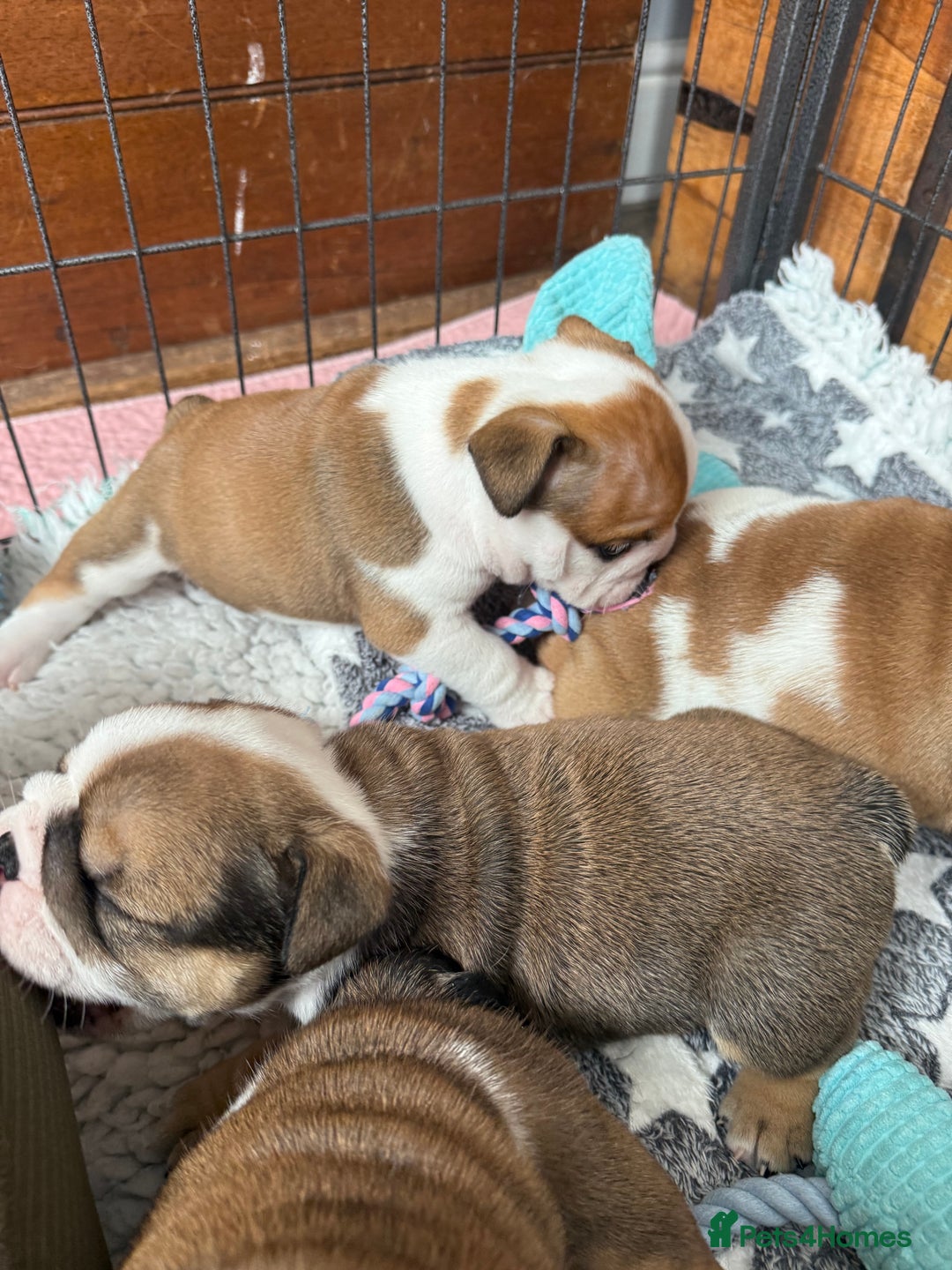English Bulldog dogs for sale: KC Reg English Bulldog Pups - Image 2